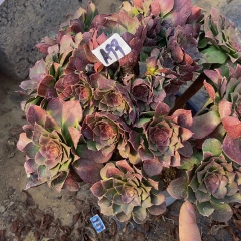 万圣节多肉植物一物一拍99多肉