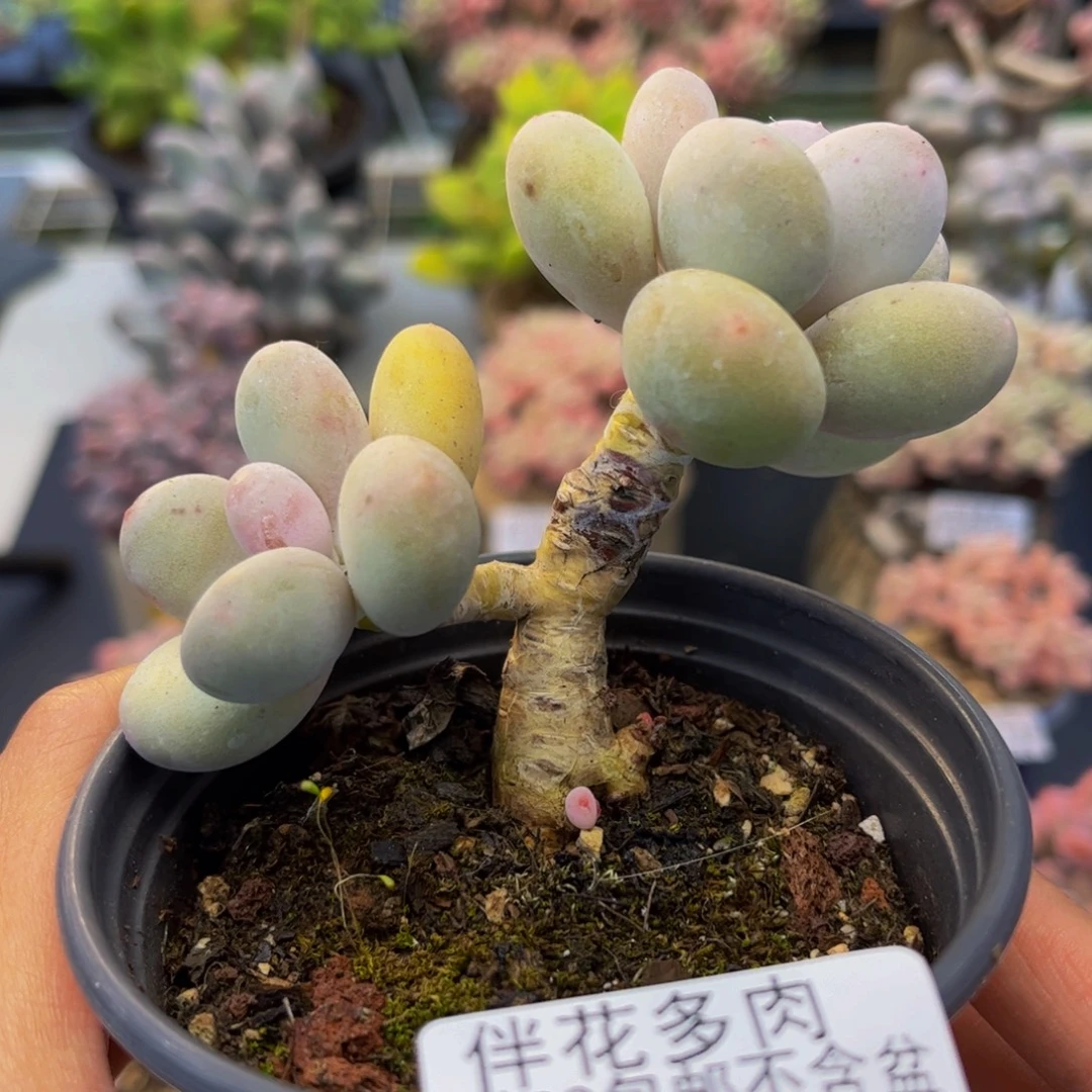 1450-蛋黄奶多肉6cm