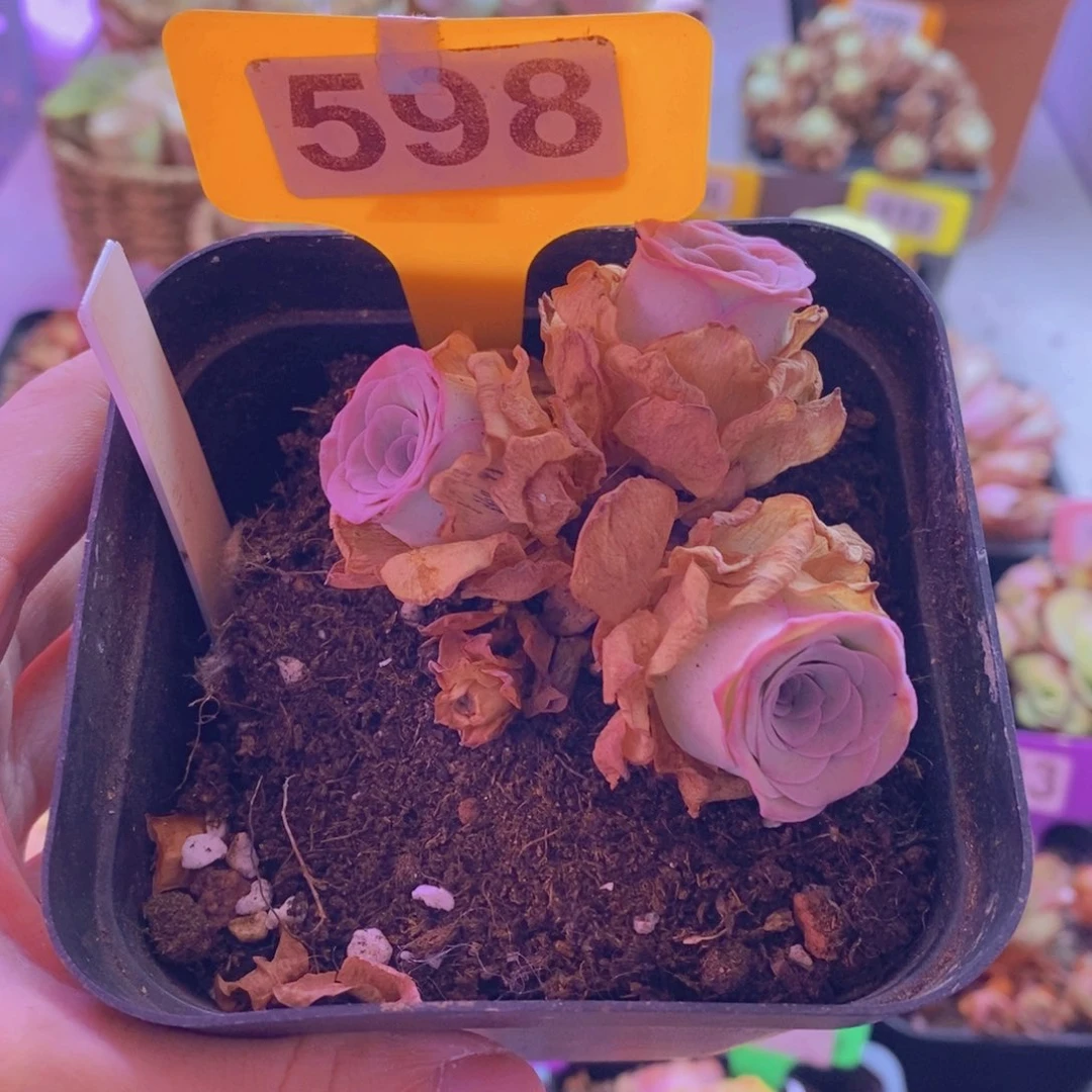 @***@100会员10月福利天使之泪598