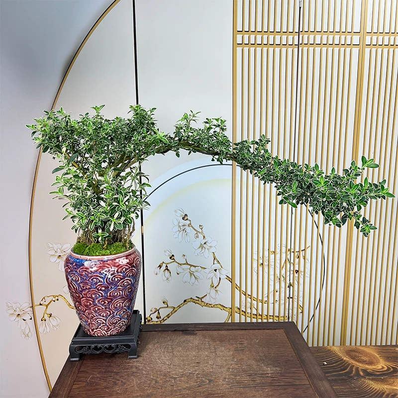 岭南名树老桩提根飘枝金边六月雪室内客厅玄关高端绿植摆件