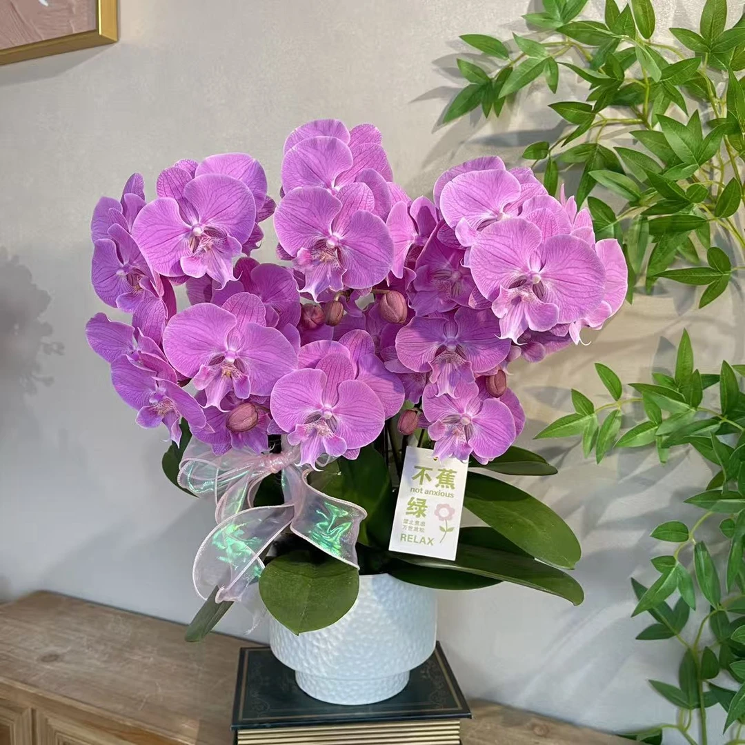 蝴蝶兰《美人鱼》精致花舌纯粉色 好养耐养带花带花苞 基地直发