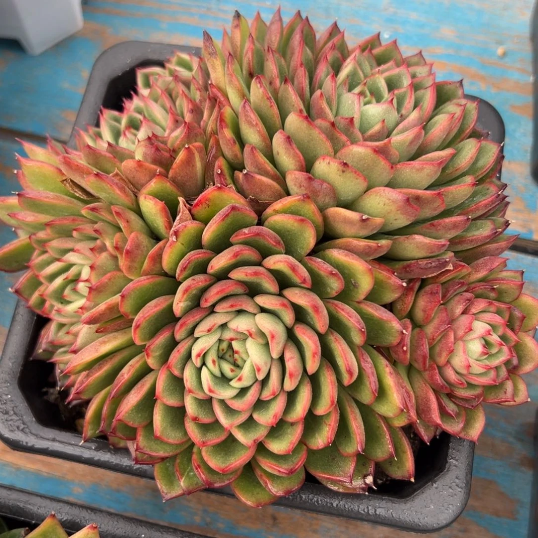 多肉植物一物一拍（41号）