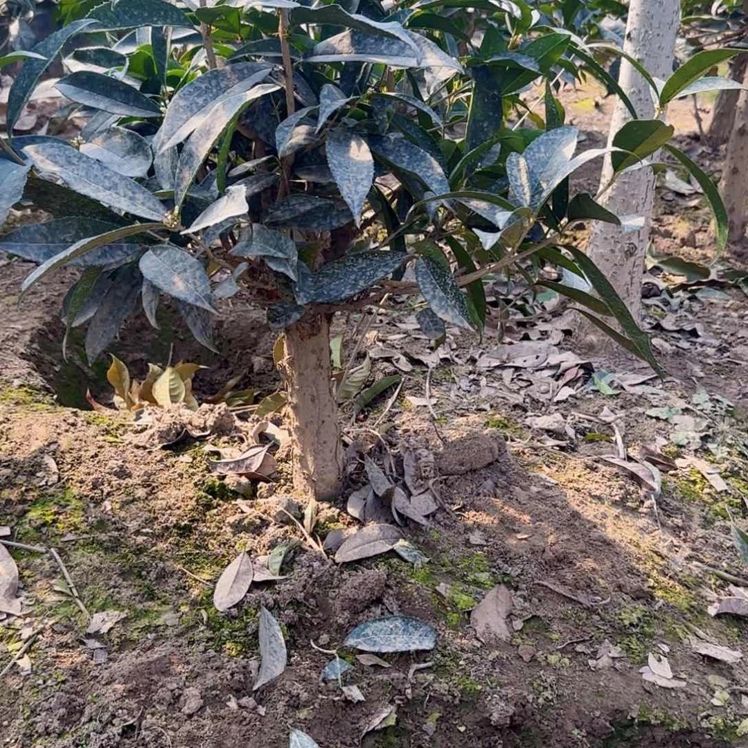 W*桂花。四季桂系列