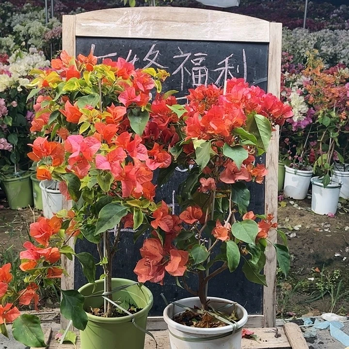 完全开放三角梅橙色精彩