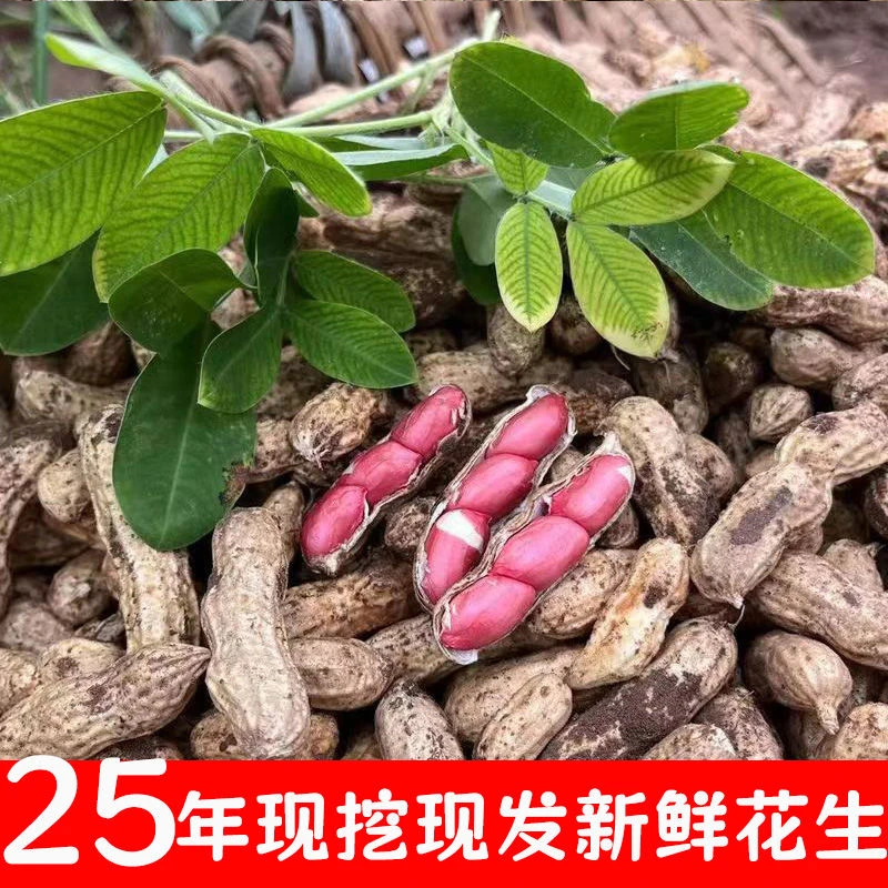 现挖现摘25年新花生农家自种红皮四粒红带壳湿花生带沙新鲜湿花生