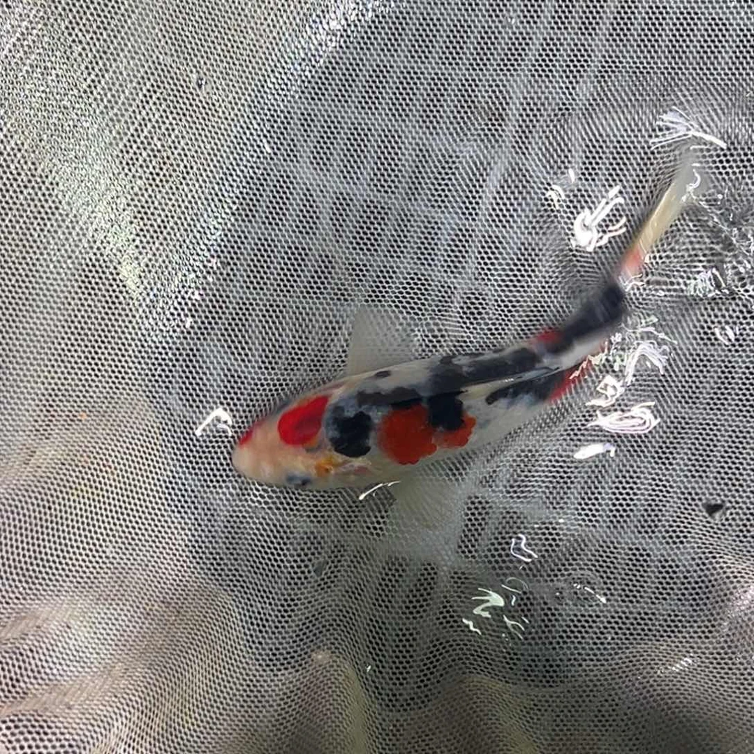 锦鲤锦鲤观赏鱼1111