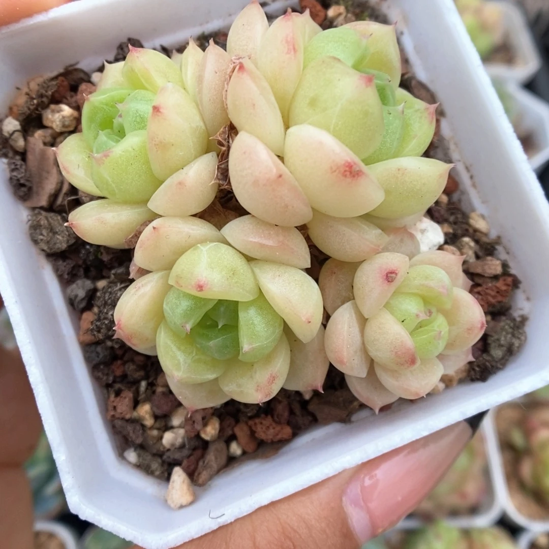油透秃子脸麦秆859号
