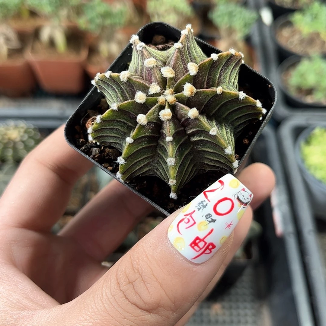 精选肋骨牡丹单头发货有根