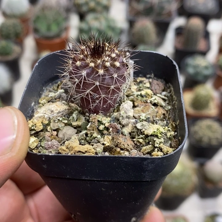 实生紫皮尤博球特价