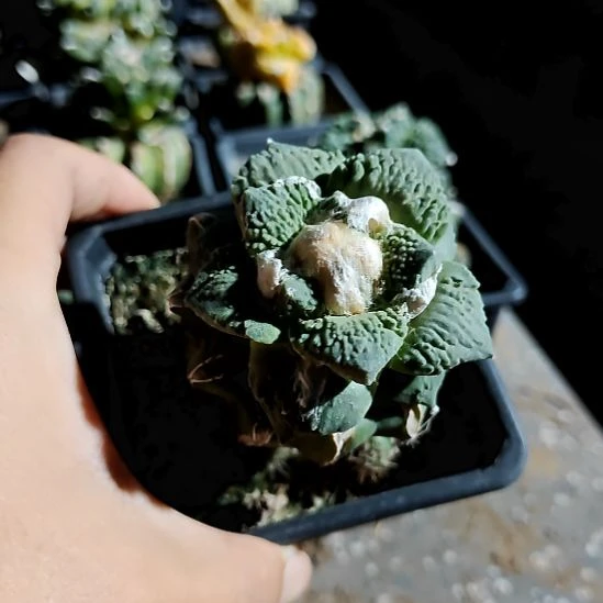 草球苗接怒涛牡丹