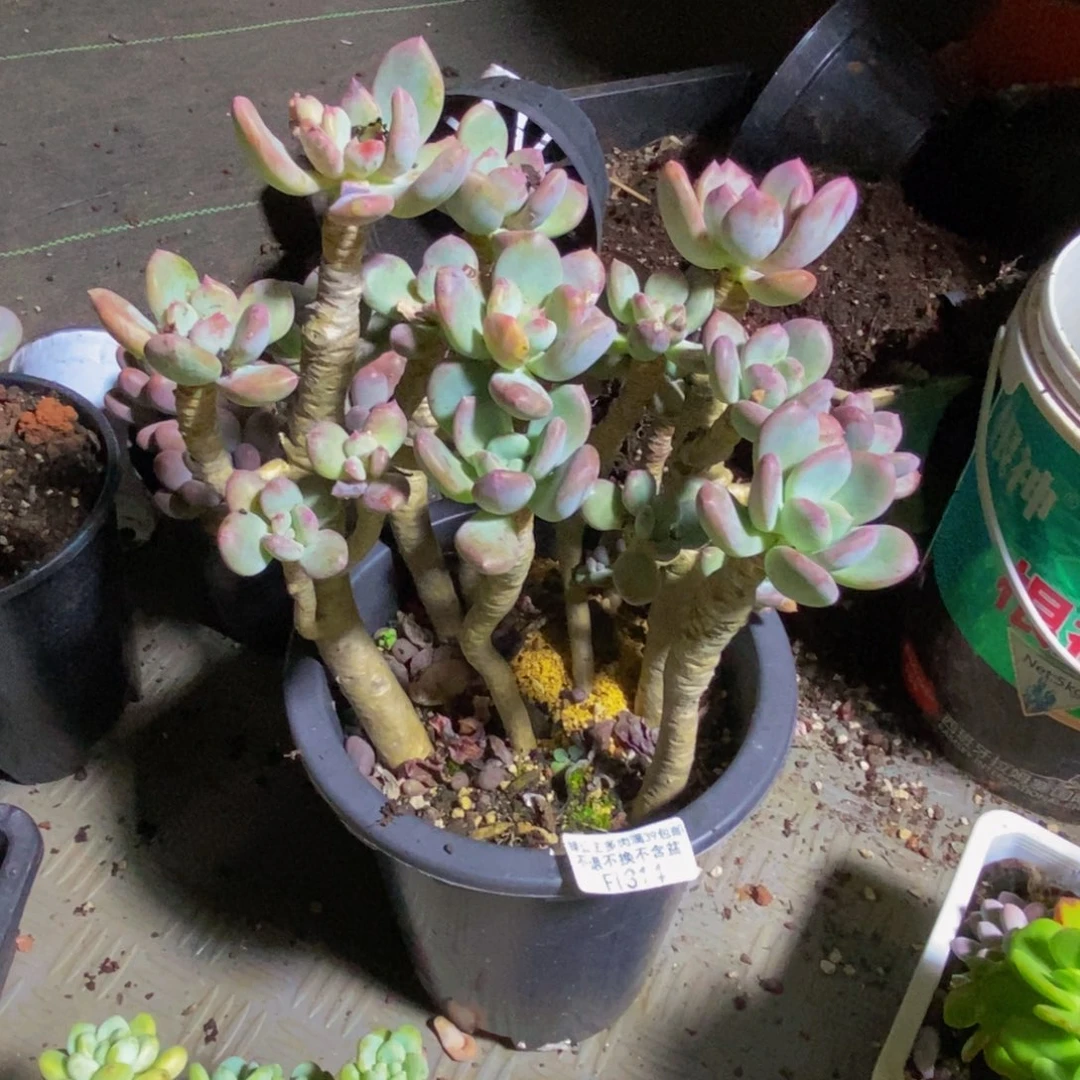 314灰姑娘多肉18cm