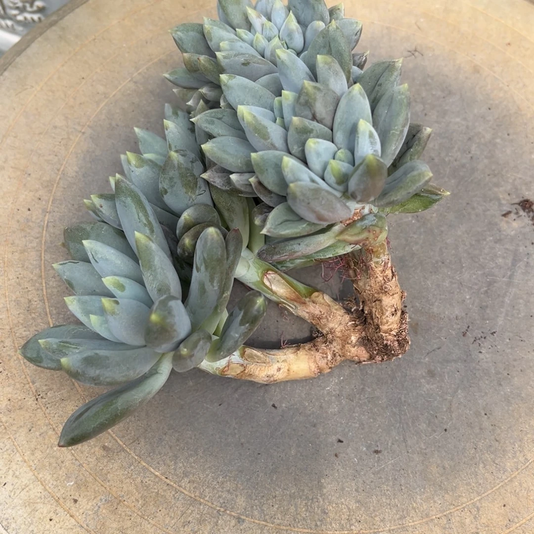 摘***陈多肉植物哥特萝莉