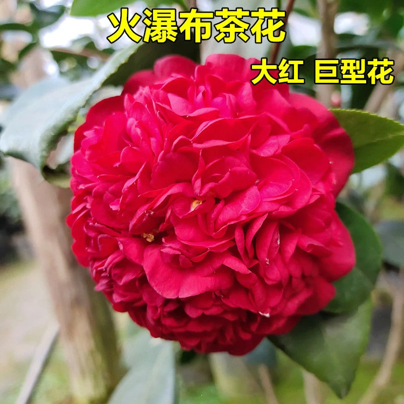 火瀑布茶花正宗大红巨型花名贵品种阳台花坛庭院绿植盆栽树苗玫红