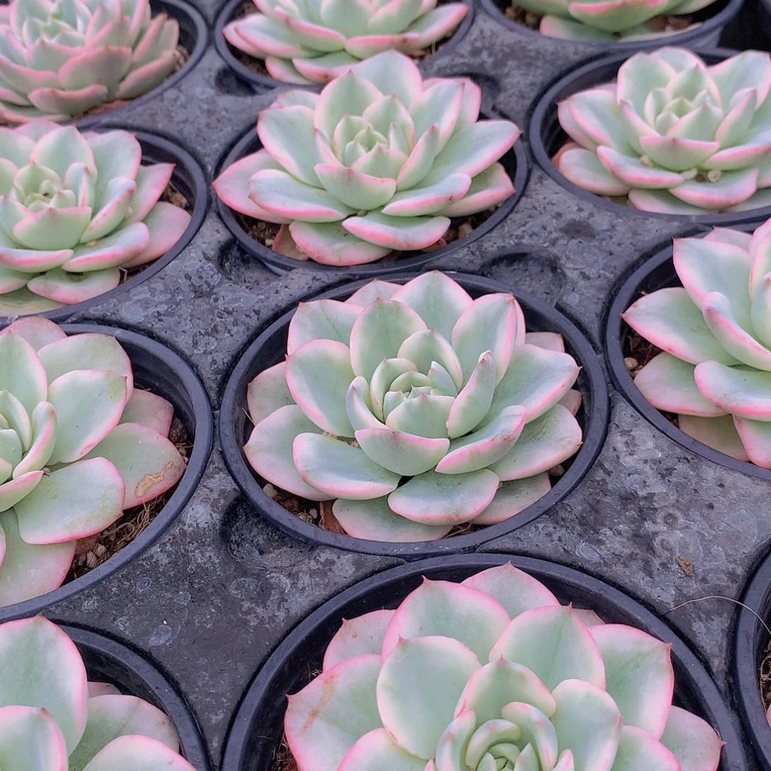 黄桃锦3466778899999