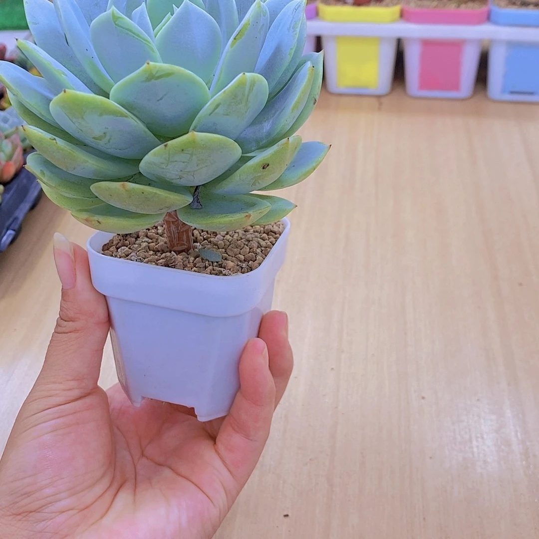 无花朵多肉植物恋曲带杆送盆