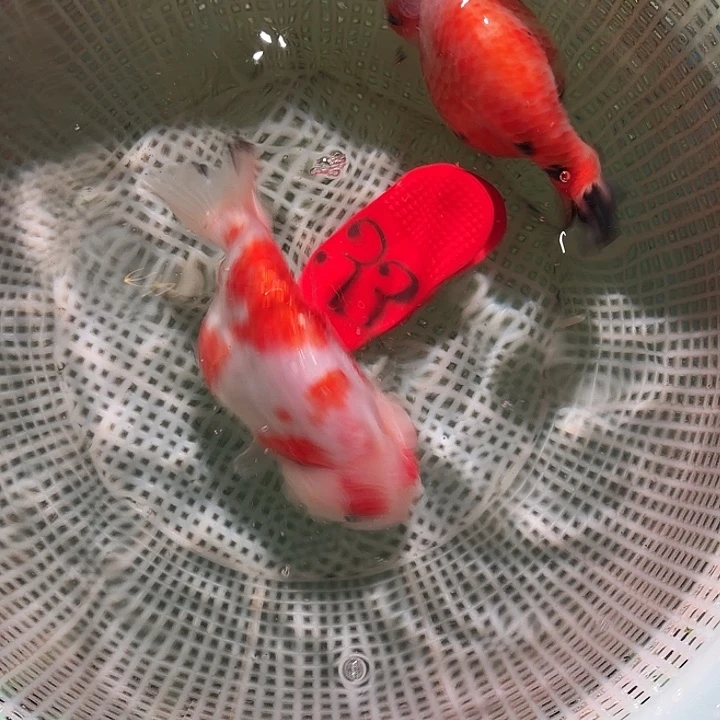 金鱼33号尺寸8-10区间