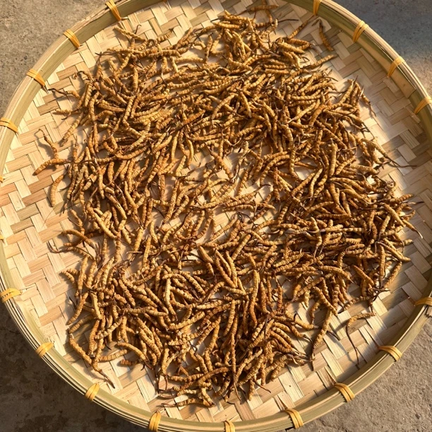 西藏那曲冬虫夏草高海拔干草滋补礼盒