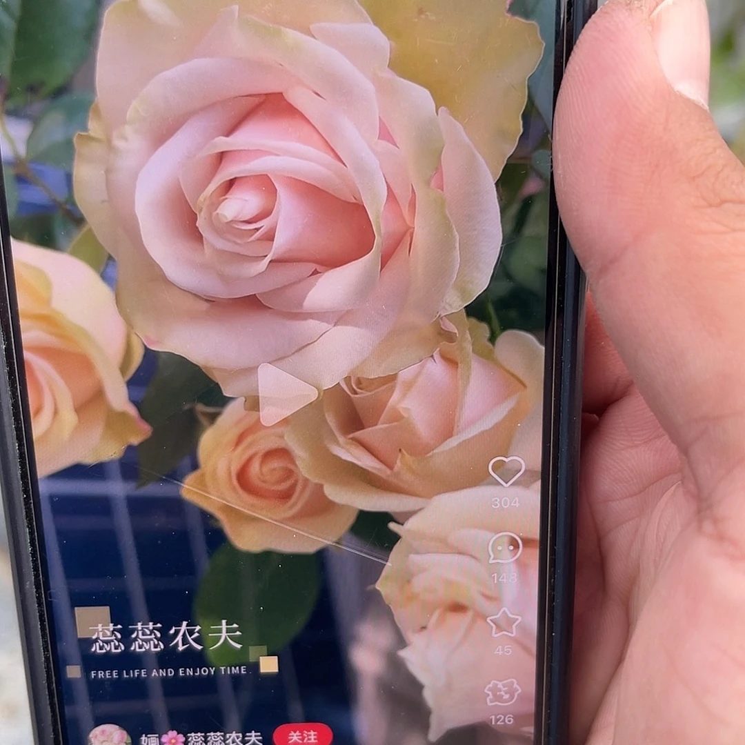 无花朵——-罗克珊哪 福利款