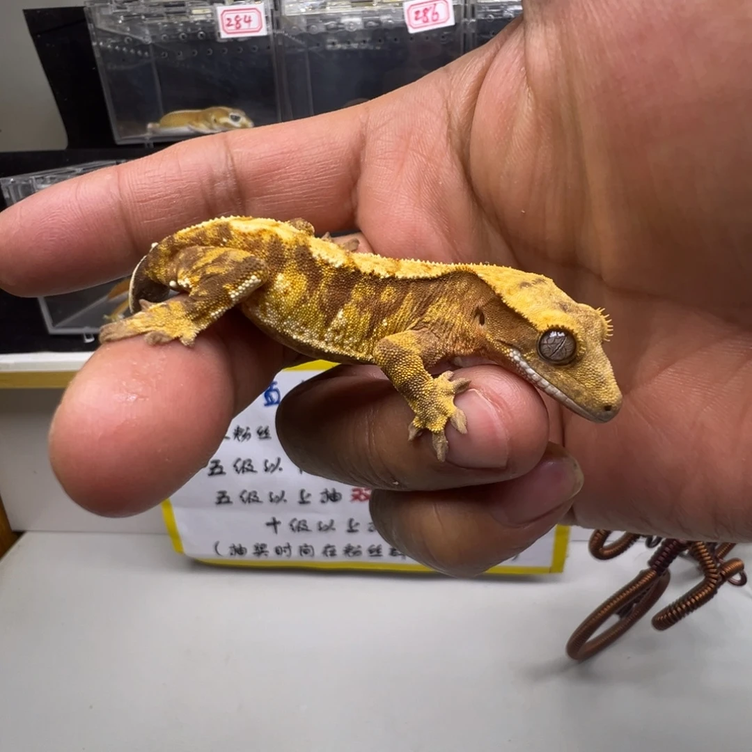 睫角守宫超级超级超小丑