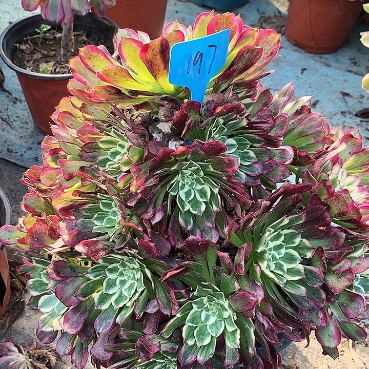 197 一颗同花顺法师多肉