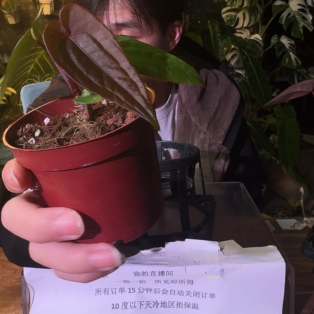不开花植物G588黑凤凰杂bvep