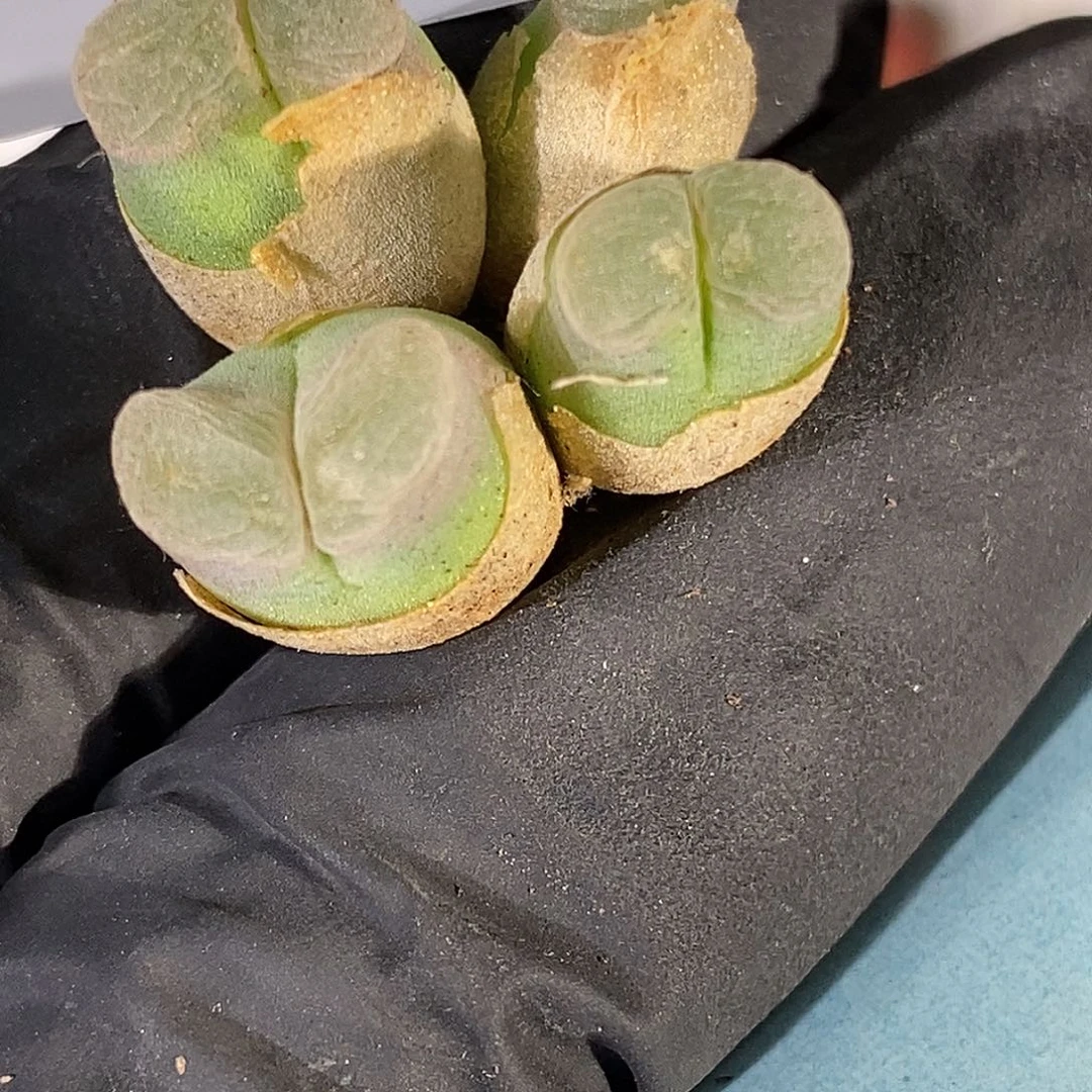 桃喜花园0618-66风铃开播福利