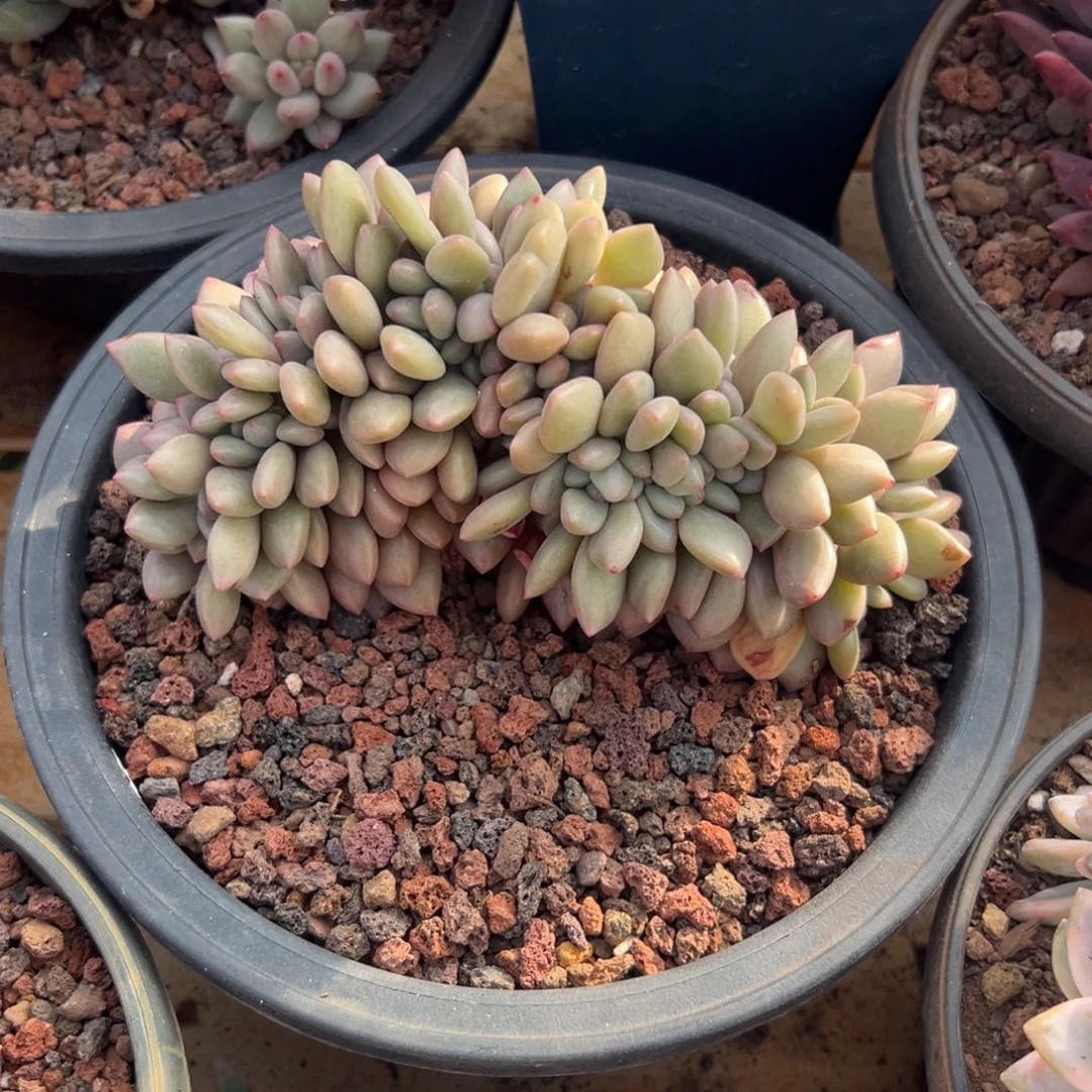 多肉桃花源缀【非偏远地区满18包邮】