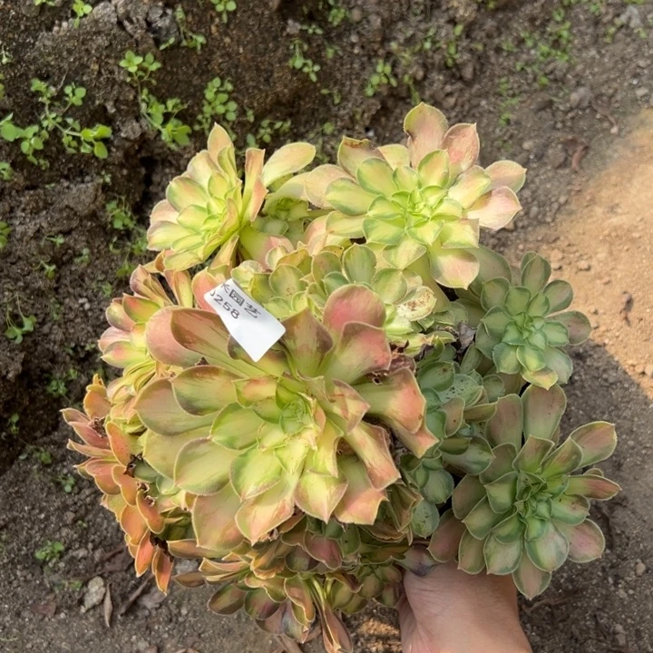 艾***姐韶华大手捧多肉植物258