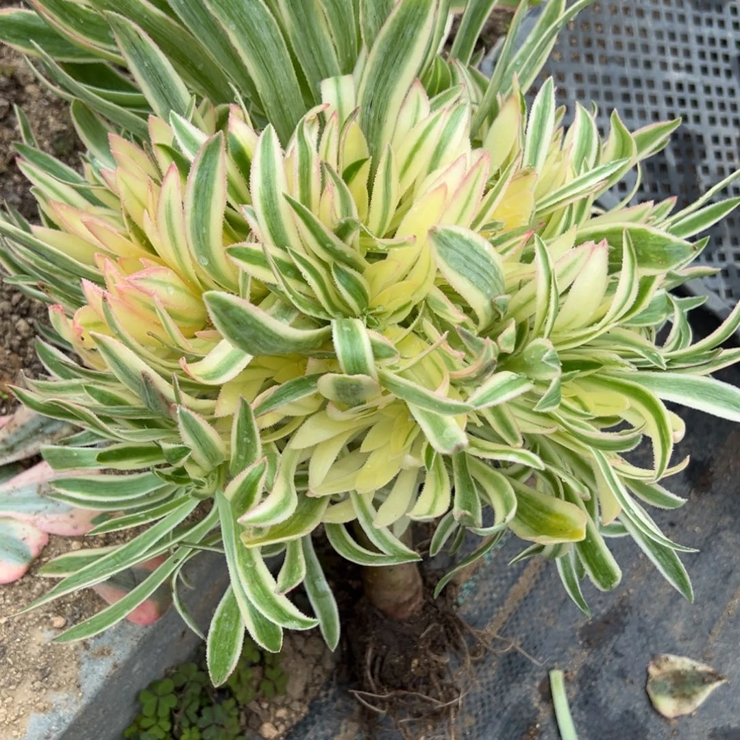 7夕颜多肉多肉多肉多肉多肉