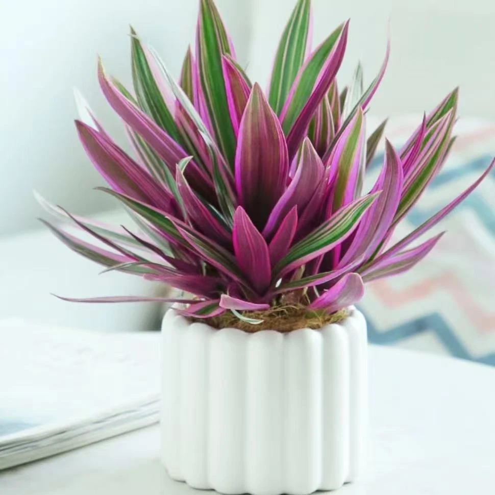 油画婚礼吊兰水土双培梦幻紫网红款植物修剪室外绿植