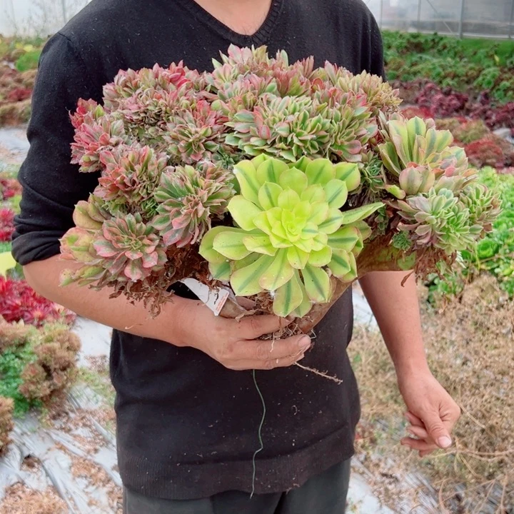 红袖醉话46号多肉法师