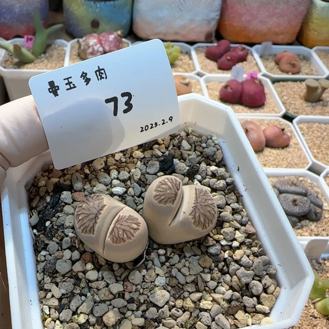 琳*多肉多肉多肉2.9-073