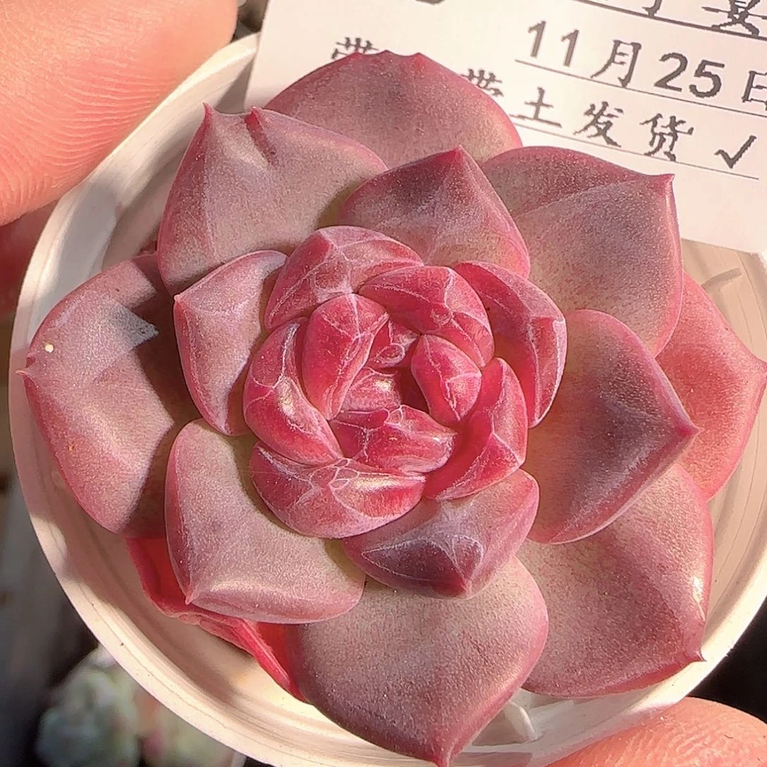多肉1125-106琥珀天使