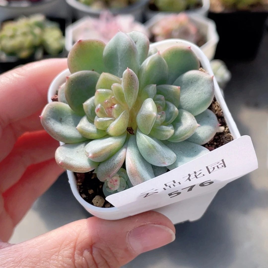 576号糖心冰心珍妮。瑕疵