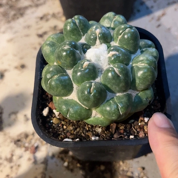 无花朵实生无刺象牙蜘蛛眼
