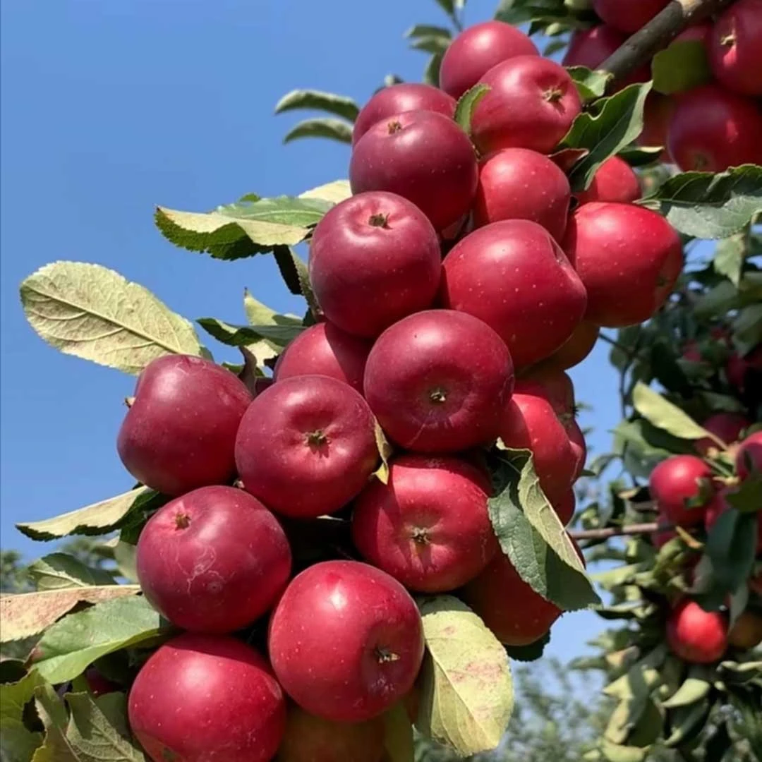 【安心妹妹】5-6公分乙女果大树苗裸根带分支 包邮辽宁发货