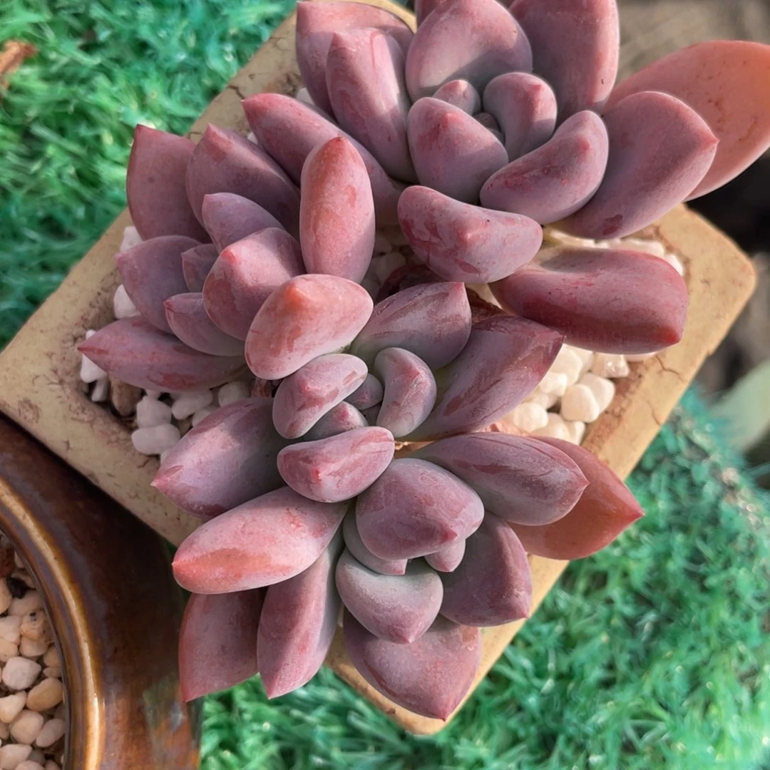 奥普多肉植物盆栽