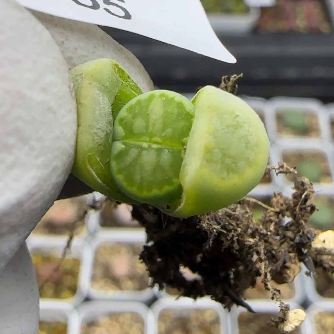 1385。绿菊。绿巴黎版。