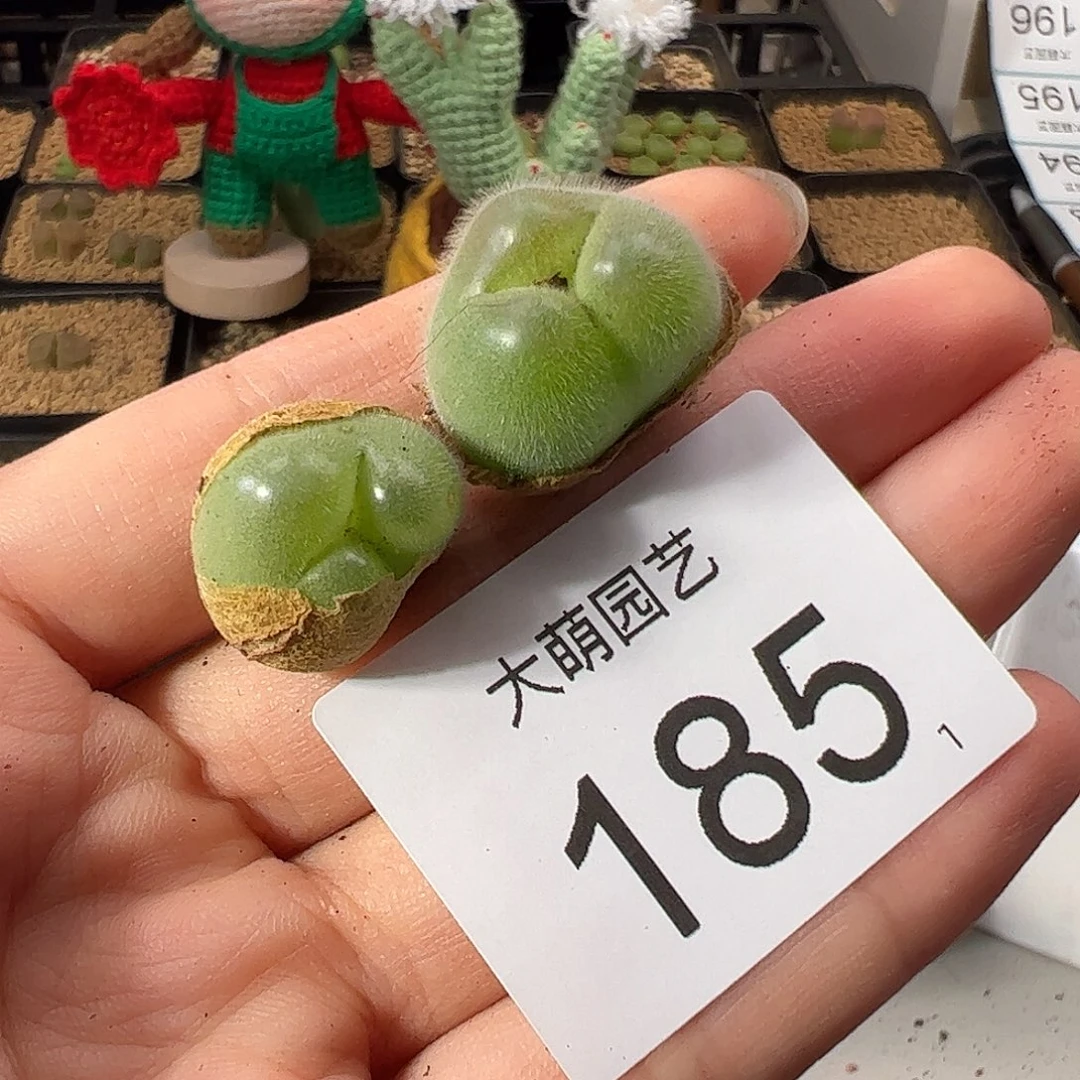 0000185 一物一拍。