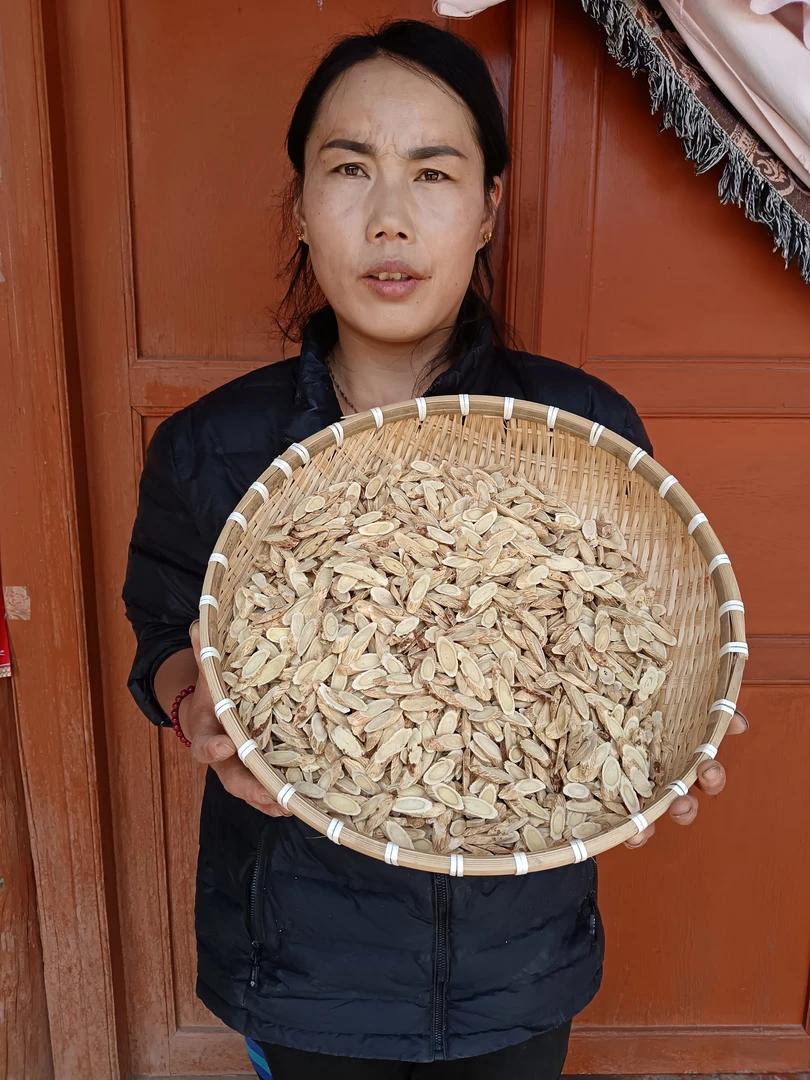 甘肃岷县黄芪大片泡水