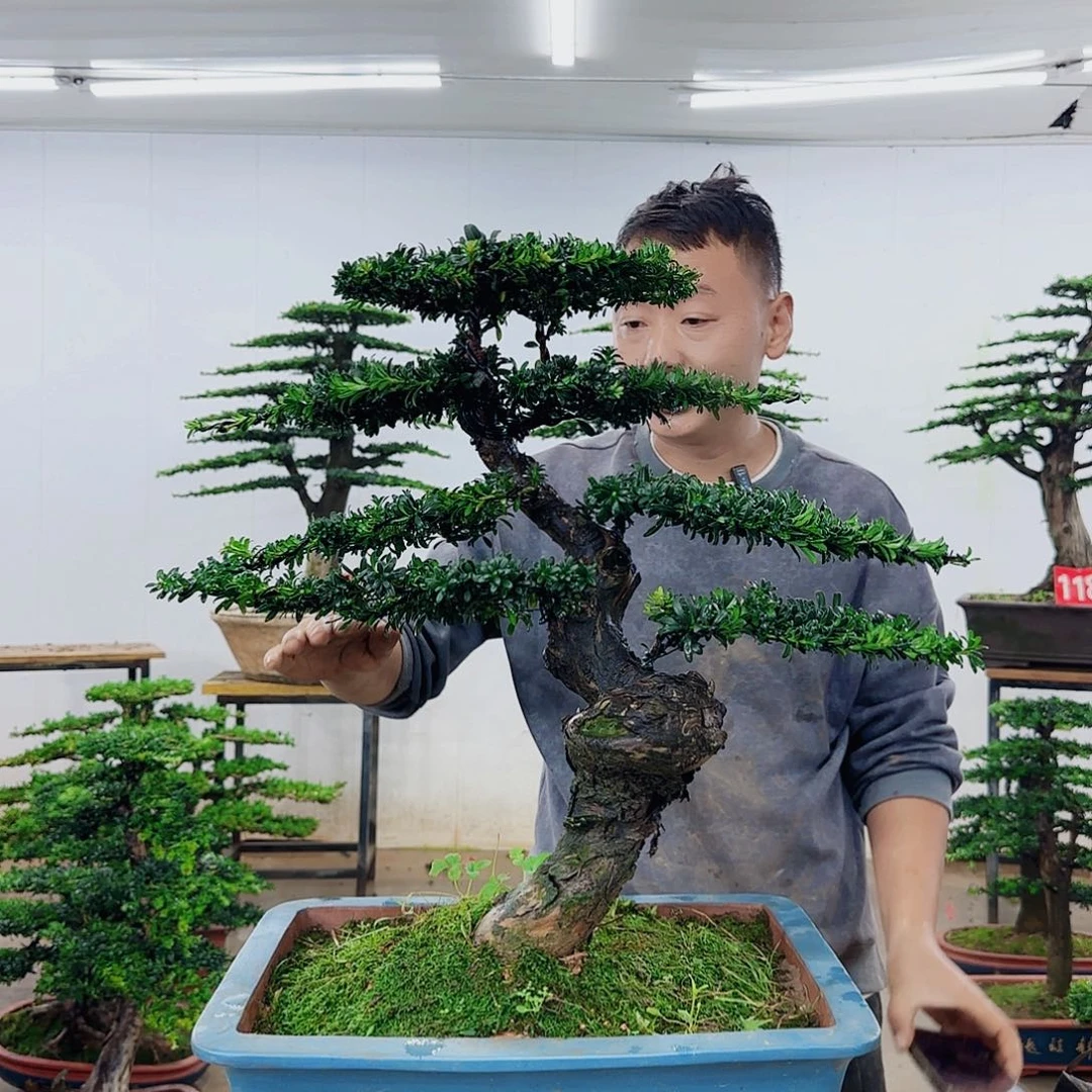 无花朵盆景园林……