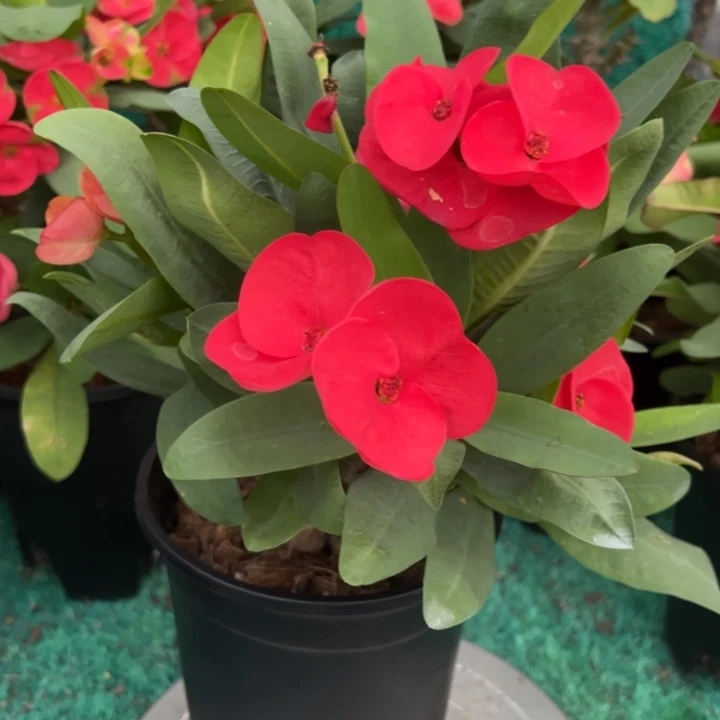 泰品扦插一物一拍