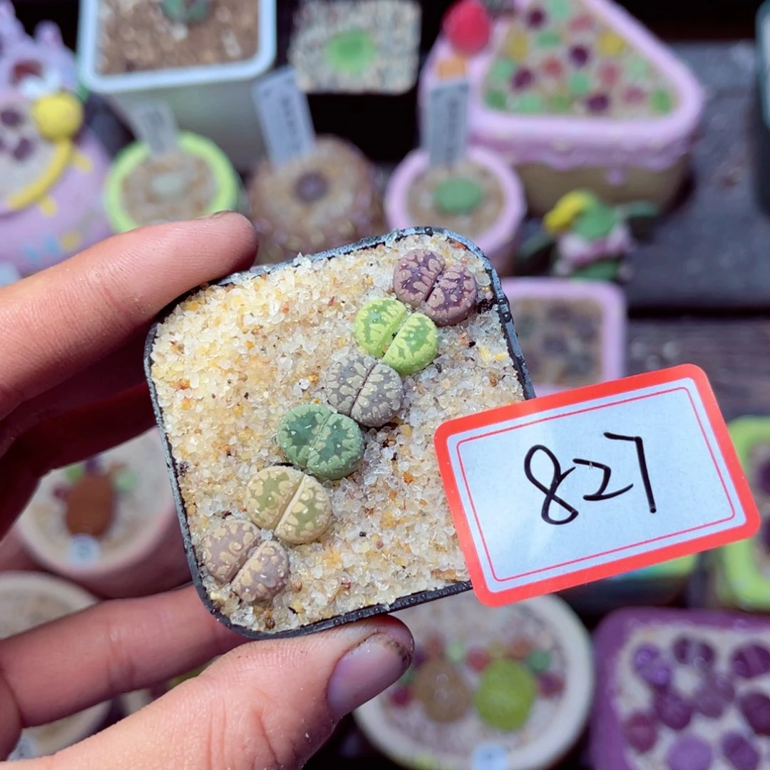 827生石花带盆发