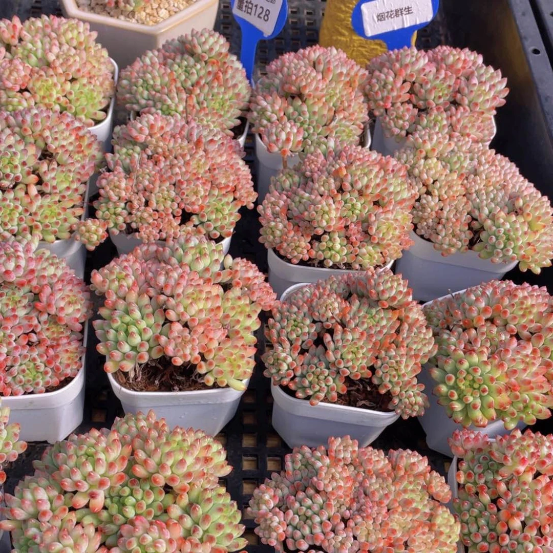 量拍128号 烟花群生一个