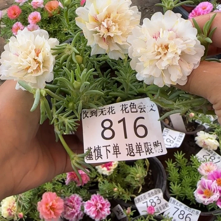 无花朵816超小苗盆口10cm