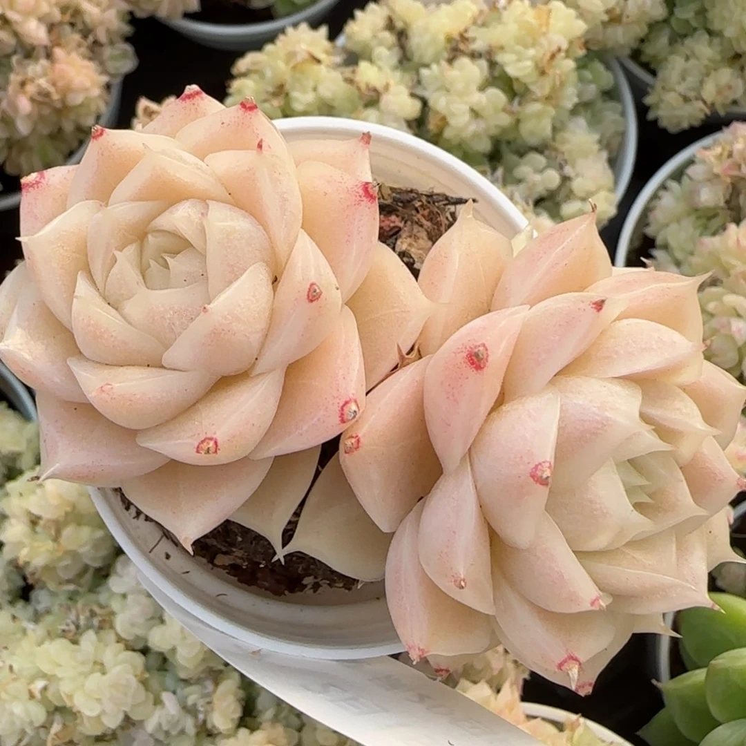 咪*包花语逸镜0215-547