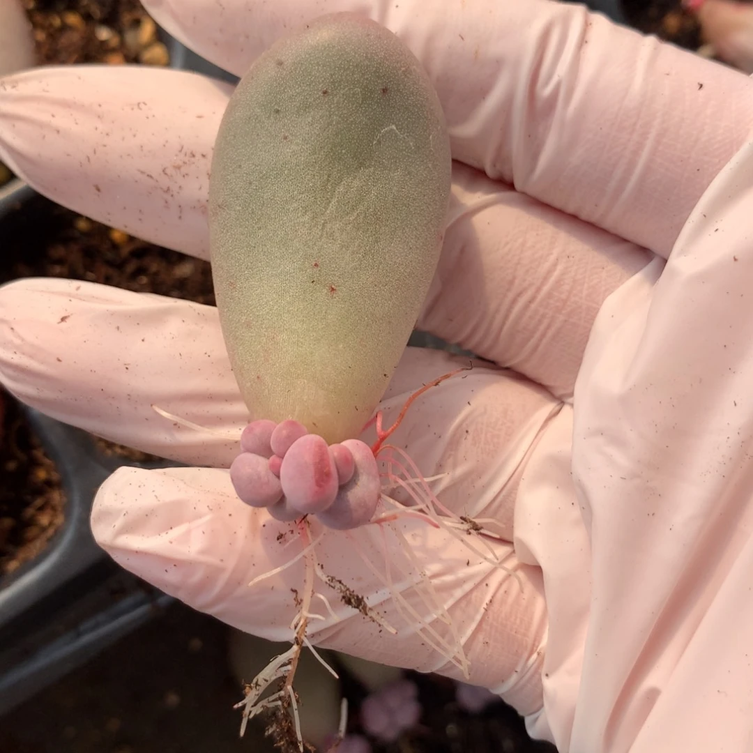 米可奶酪多肉米可奶