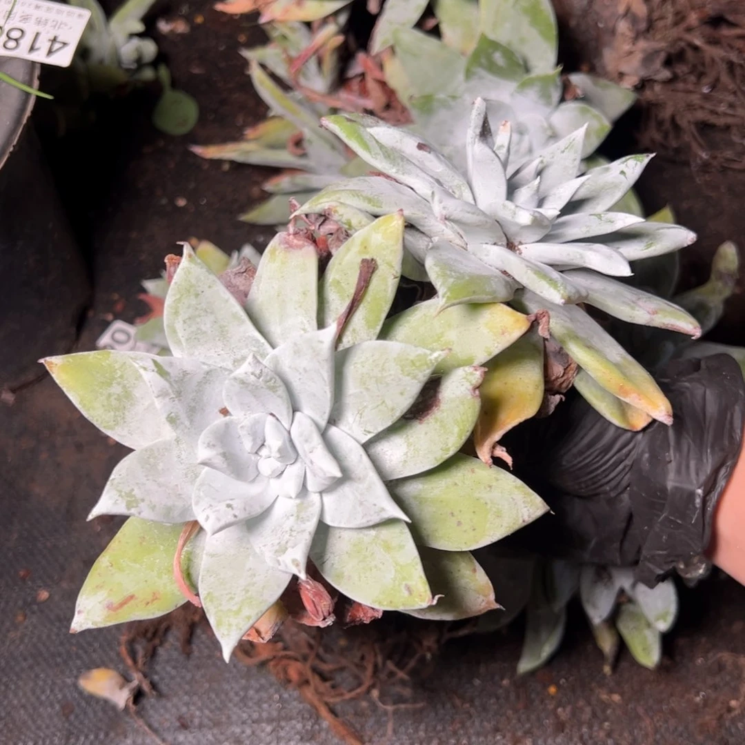 4191哈哈哈哈哈哈哈哈哈