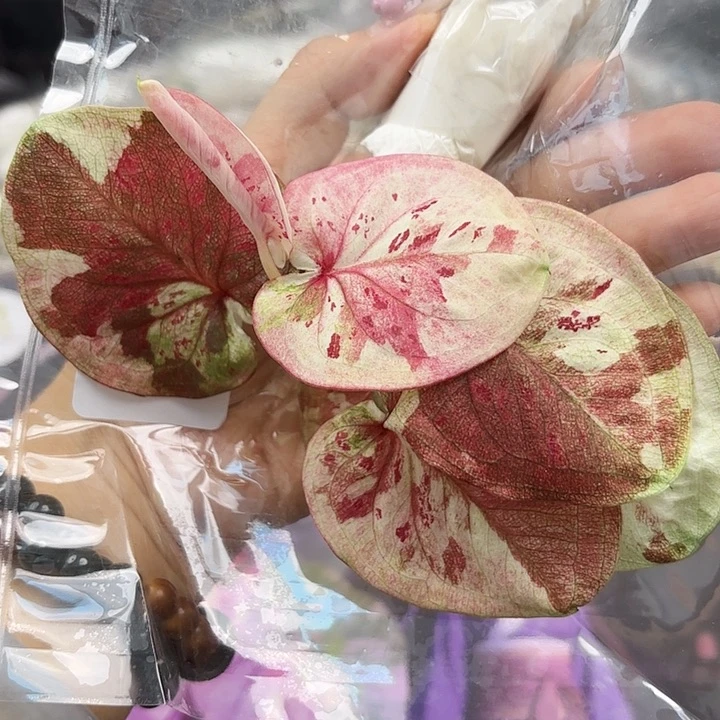 ❄️104-0525时间魔法现货