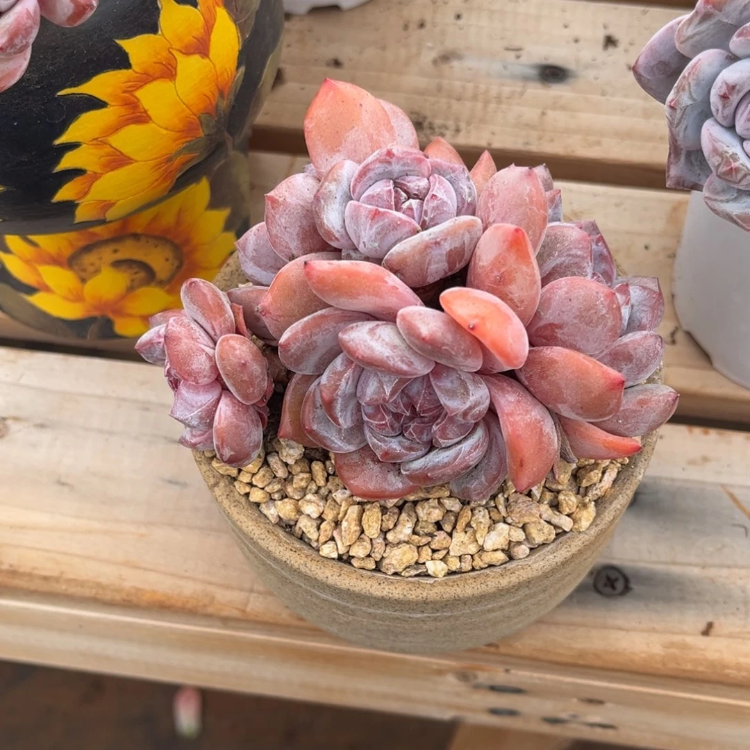 小***呢星颖群生一物一拍